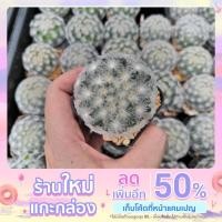 ราคา ต้นกระบองเพชร แมมขนนกขาว Mammillaria plumosa ขนาด 4.5-6.5 cm. (15247290728)
