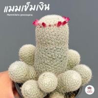 ราคา แมมเข็มเงิน Mammillaria geminispina แคคตัส กระบองเพชร cactus&succulent (24000786257)