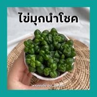 ราคา ต้นไข่มุกนำโชค ต้นพวงไข่มุก ต้นไม้มงคลจิ๋ว กระถาง3นิ้ว (11613722481)