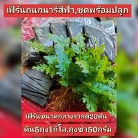 ราคา เฟิร์นกนกนารีสีฟ้า.ชุดพร้อมดินปลูกสูตรเฉพาะ.คัดพิเศษ.ต้นขนาดกลางรากดี. (15367817776)