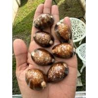 ราคา เปลือกหอยเบี้ยแก้ ไซด์3.5 cm (คัดใหญ่สุดสำหรับสายพันธุ์นี่ ราคาต่อ1ตัว)เปลือกหอยแท้ธรรมชาติ (44327021444)