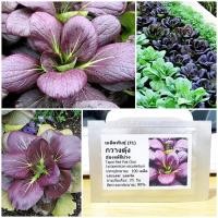ราคา เมล็ดพันธุ์ กวางตุ้งฮ่องเต้สีม่วง (Tapai Red Pak Choi Seed) บรรจุ 100 เมล็ด คุณภาพดี ของแท้ 100% (2417846818)