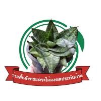 ราคา ว่านลิ้นมังกรเเคระ ไม้มงคลประดับบ้าน ขายเป็นหน่อไม่มีกระถาง หน่อละ 49฿ (44373090136)