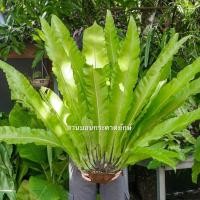 ราคา ต้นเฟิร์น ข้าหลวงหลังลาย เฟิร์นรังนก เฟิร์นข้าหลวง S - M (52056627498)