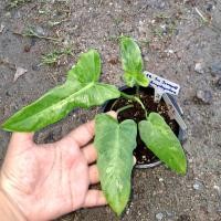 ราคา ฟิโลเดนดรอนลายเมฆพลูจีบ Philodendron ตอนโตแล้วน้องใบใหญ่มาก. (ได้ต้นตรงปก) (20592104438)
