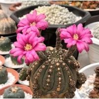 ราคา 200 เมล็ดยิมโนจานบิน gymnocalycium ragonesei ดอกชมพู (17599511943)