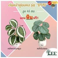 ราคา ต้นคล้าหางนกยูง/ต้นคล้าใบตอง สูง 45 ซม. "รุ่น Duo" พร้อมกระถาง #ต้นไม้ปลอมตกแต่งบ้าน Leeartplants (11215561874)