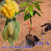 ราคา มะม่วงน้ำดอกไม้เบอร์4 (1ต้น) ต้นพันธุ์มะม่วงน้ำดอกไม้เบอร์4 มะม่วง น้ำดอกไม้ เบอร์4 ต้นเสียบยอด สูง35-40ซม. พร้อมปลูก (20616026207)