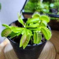 ราคา Venus Flytrap กาบหอยแครงในกระถาง 3นิ้ว พืชกินแมลง ของขวัญ (27656670299)