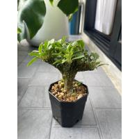 ราคา มะพร้าวทะเลทรายคริส dorstenia มะพร้าวทะเลทราย (26011474616)