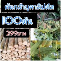 ราคา ต้นกล้ายูคาลิปตัส พร้อมปลูก 100 ต้น 299 บาท (45359443987)
