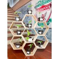 ราคา รังผึ้ง 7 ช่องแบบวงกลม (งานดิบ) รังผึ้งไม้ รังผึ้งไม้สัก ชั้นแขวนผนัง ตกแต่งผนัง (12912690044)