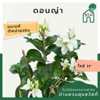 ราคา ดอนญ่า กระถาง 11 นิ้ว ต้นดอนญ่า เป็นไม้แดด (18008092634)