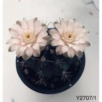 ราคา แคคตัส ยิมโนคาไลเซียม (Gymnocalycium) (18728204458)