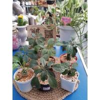 ราคา ต้นมะพร้าวทะเลทรายด่าง Dorstenia (15376524836)