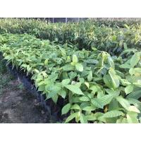 ราคา ต้นโกโก้ ต้นโกโก้ชุมพร 1 (6680970680)