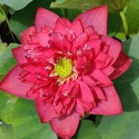 ราคา 8 เมล็ด บัว สายพันธุ์ Rose Elegance Lotuses Flower Seeds สีแดง บัวหลวงนอก บัวสาย (18982744024)