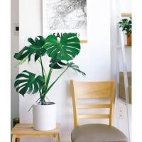 ราคา ต้นมอนสเตอร่า (Monstera) ไม้ฟอกอากาศ ต้นโต พร้อมกระถาง10นิ้ว (11341820997)