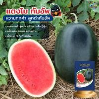 ราคา เมล็ดแตงโมทัมอัพ ขนาด40กรัม1,000เมล็ด เมล็ดพันธุ์แตงโม เมล็ดแตงโม แตงโมทัมอัพ ตราเจียไต๋ (13212138830)