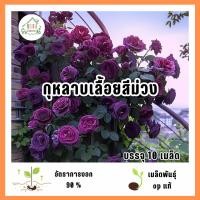 ราคา เมล็ดพันธุ์ดอกกุหลาบเลื้อยสีม่วง 10 เมล็ด (42277038295)