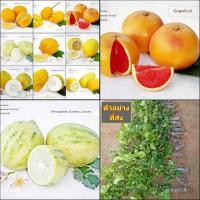 ราคา (1กิ่งตอน) กิ่งตอน มี 9 สายพันธุ์ เลมอน เลม่อน มะนาว เมเยอร์ meyer zest Grapefruit Variegated Eureka Golden Eureka Itali (20071398622)