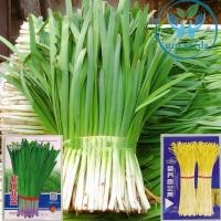 ราคา เมล็ด กุยช่าย ขาว สายพันธุ์ที่ผลิตกุยช่ายขาวโดยเฉพาะ chives 10กรัม 3,000เมล็ด กุยช่ายขาว / กุยช่ายก้านม่วง (50406730109)