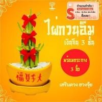ราคา ไผ่กวนอิม ไม้มงคล ต้นไม้เสริมรวย กวนอิมกระถางทอง กวนอิม 3 ชั้น ต้นกวนอิม (1767442430)