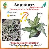 ราคา ต้นอัญมณีขาว หรือ ต้นมณีขาว ต้นไม้มงคล ไม้ประดับ ไม้มงคล พร้อมส่ง ในกระถาง 6นิ้ว (12265813228)