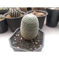 ราคา แคคตัสแมมนกฮูก Mammillaria Microthele ไม้เมล็ด (3472492746)