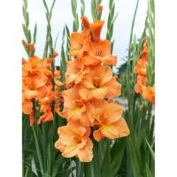 ราคา 10 หัว แกลดิโอลัส Gladiolus Gladioli ดอกซ่อนกลิ่นฝรั่ง ดอกคำมั่นสัญญา สายพันธุ์ Gladioli Saga (44172670197)