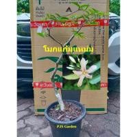 ราคา ต้นโมก โมกแก้มแหม่ม ทรงบอนไซ ต้นอายุ 4 ปี+ ไม้หายาก สวยมาก (28854736682)