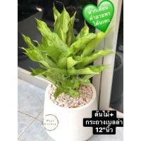 ราคา ต้นเศรษฐีใบละพันไม้เสริมโชคลาภได้พร้อมกระถางเบลล่า12”นิ้วไม้ฟอกอากาศ (21181372954)