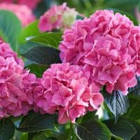 ราคา 20 เมล็ด ไฮเดรนเจีย Hydrangea Seeds สีชมพู ไฮเดรนเยีย สายพันธุ์ฝรั่งเศส (54709017832)