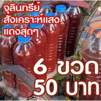 ราคา หัวเชื้อจุลินทรีย์สังเคราะห์แสง ขนาด 600 ml 6 ขวด (23386477365)