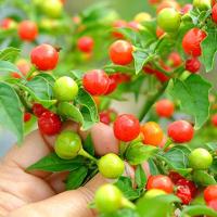 ราคา พริกตุ้ม 7 สีถูกที่สุด 10 บ.เมล็ดพันธุ์พริกตุ้ม 7 สี 5 เมล็ดสีสวยพุ่มใหญ่☘️พริกประดับ☘️เผ็ดทานได้ (29191531878)