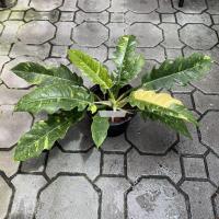 ราคา Philodendron 'Ring of Fire' Tiger tooth Variegated ฟิโลเดนดรอนใบเลื่อยด่าง ฟิโลใบเลื่อยด่าง (8005654591)
