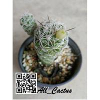 ราคา Cactus กระบองเพชร แมมตุ๊กตาญี่ปุ่น (1053730086)