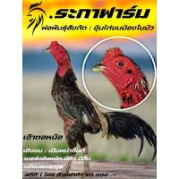 ราคา ไข่เชื้อไก่ชน เจ้าตอหม้อ ไข่ไก่ชนพม่าจิ้มตี เบอร์แข้งหนัก แม่พันธุ์ ป.วุฒิ (29805561833)