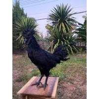 ราคา ไข่เชื้อไก่อินโด​นีเซีย​ ขนเรียบสวยๆสายประกวด (22526267007)