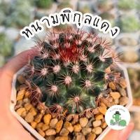 ราคา A Little cactus| แคคตัส กระบองเพชร หนามพิกุลแดง (22777497233)