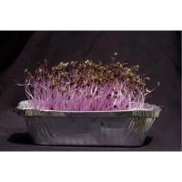 ราคา เมล็ดพันธุ์กะหล่ำปลีม่วง (ปลูกกินต้นอ่อน) cabbage sprouts (2057928159)