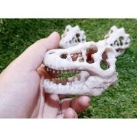 ราคา กะโหลกไดโนเสาร์เรซิ่น 5 x7 cm (9427749844)