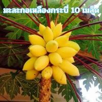 ราคา เมล็ดพันธุ์มะละกอเหลืองกระบี่ 10 เมล็ด (48156916265)