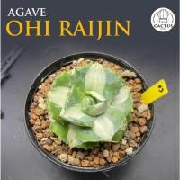 ราคา Agave Ohi Raijin อากาเว่แคระไม้เมล็ด (27329553735)