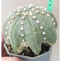 ราคา แอ​สโตร​ไ​ฟตั้​ม เว้า 6/5/69 #แคสตัส หมี castus​ astrophytum แอสโตร แอสโตร​ไ​ฟตั้​ม แอสโตรไฟตัม กระบองเพชร ​ (9215314557)