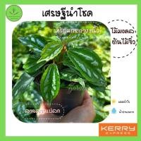ราคา ต้นไม้จิ๋ว ต้นเศรษฐีนำโชค พร้อมกระถาง ขนาด3 นิ้ว ไม้มงคล ต้นสูง 7-10 ซม . (3795051143)