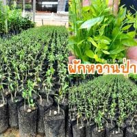 ราคา ผักหวานป่า(3ถุง100บาท)กล้าผักหวานป่าพร้อมส่ง รับประกันสินค้าชำรุดเสียหาย (18522652491)