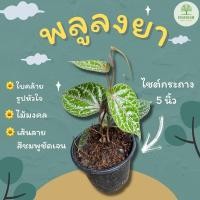 ราคา พลูลงยา พลูลงยา พลูลงยา (15853163824)
