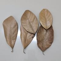 ราคา ใบขนุนแห้งปลอดสาร สำหรับ Isopod จำนวน 20 ใบ (18675371298)