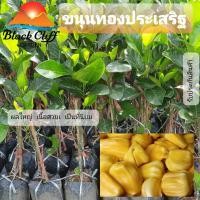 ราคา กิ่งพันธุ์ขนุนทองประเสริฐ ขนุน สวนเขาหมาก ขนุนราคาแพง ส่งออกต่างประเทศ ผลผลิตต่อต้นสูง ชื่อไม้มงคล ปลูกง่าย เนื้อสวย (7537247715)